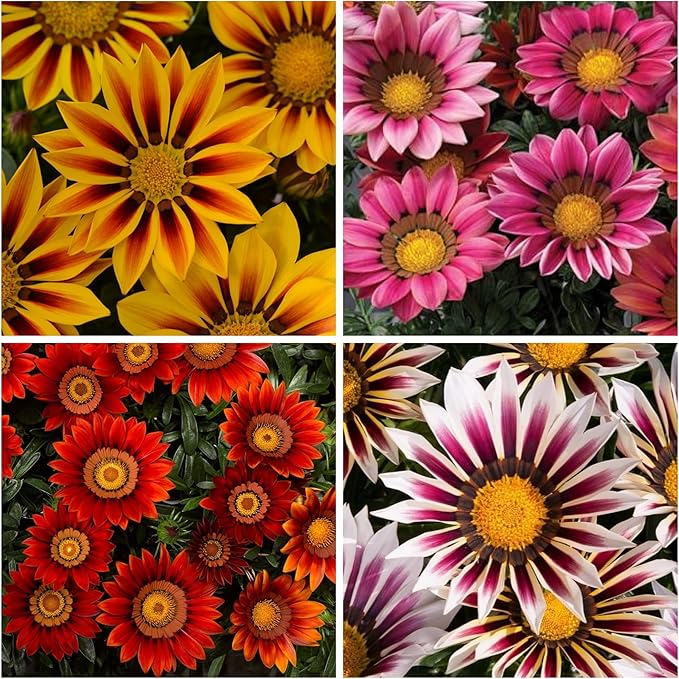 gazania flower flower seeds