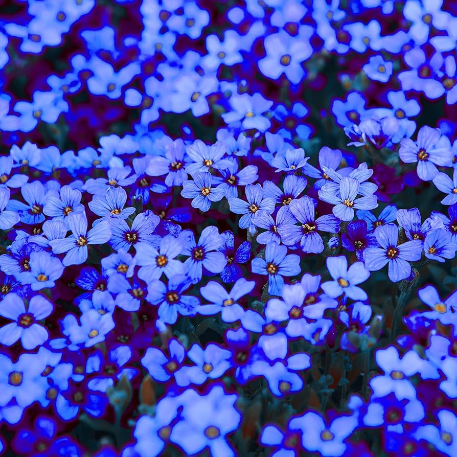 Blue Cascade herb seeds