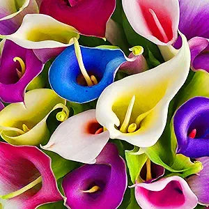 lily flower flower seeds