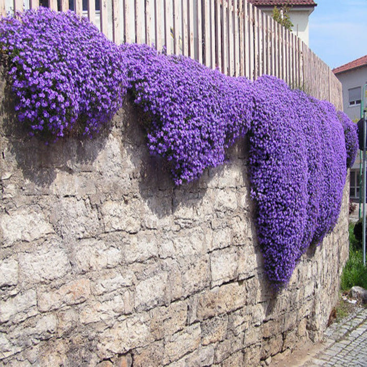 Mixed Cress Aubrieta Flower Seeds – Heirloom, Non-GMO, High Germination Organic Garden Seeds