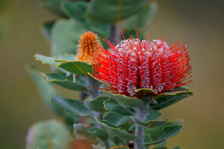 Banksia Flower Seeds Rot zum Pflanzen – Erbstück Non-GMO Hohe Keimrate Bio-Samen