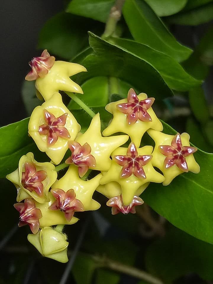 Semillas de flor Hoya Carnosa Roja Amarilla – Semillas Cimarrón No OGM de Alta Germinación