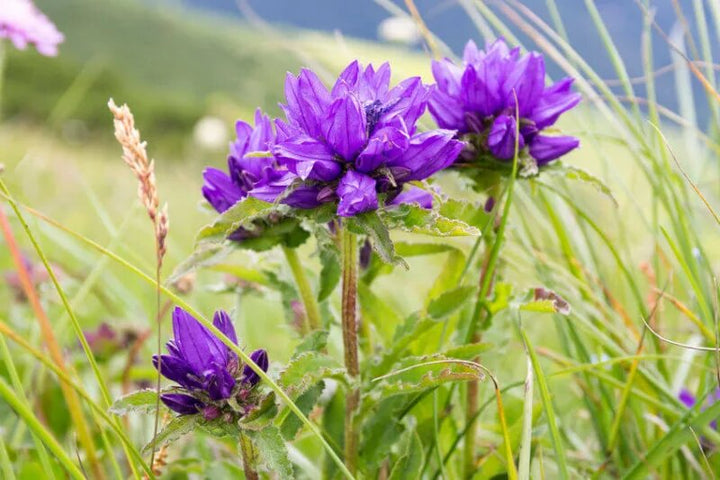 Glomerata Flower Seeds – Heirloom, Non-GMO, High Germination Organic Garden Seeds for Planting