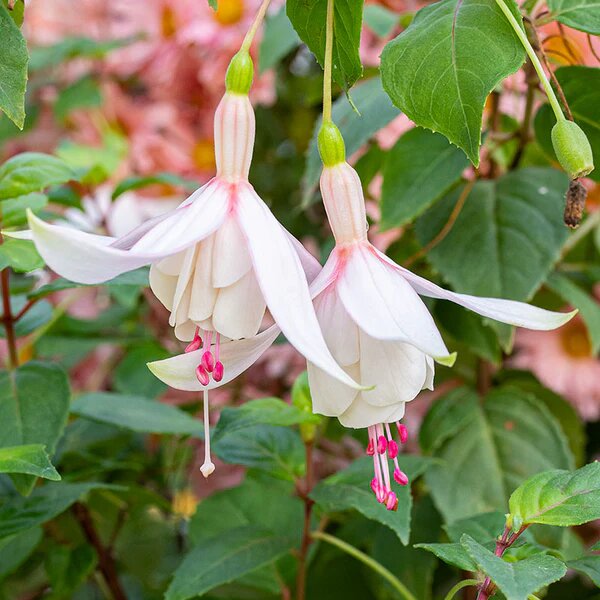 White Fuchsia Seeds for Planting – Heirloom, Non-GMO, High Germination Organic