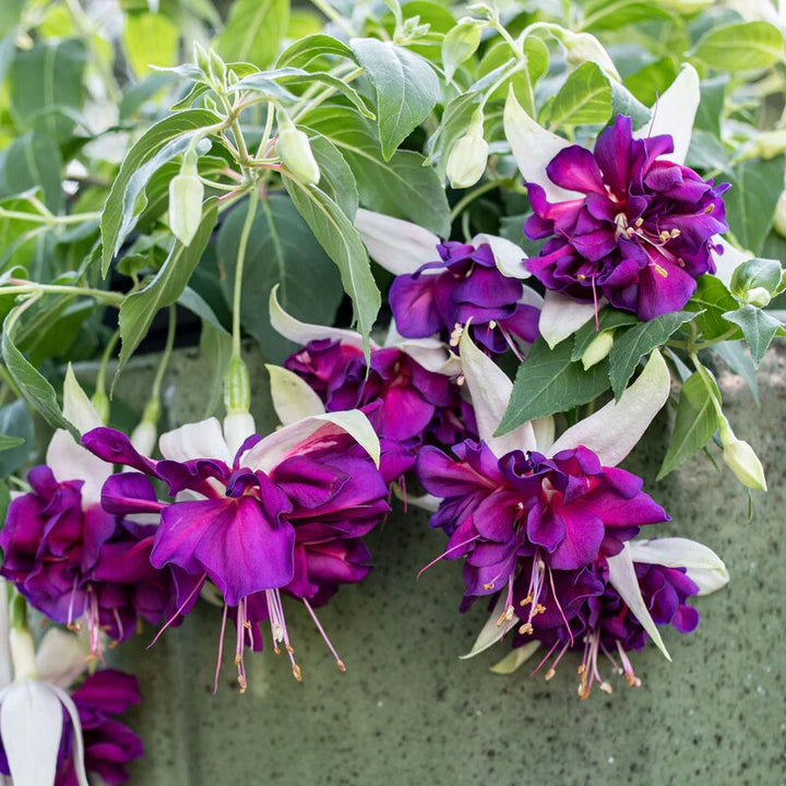 White Purple Fuchsia Flower Seeds – Heirloom Non-GMO High Germination Seeds