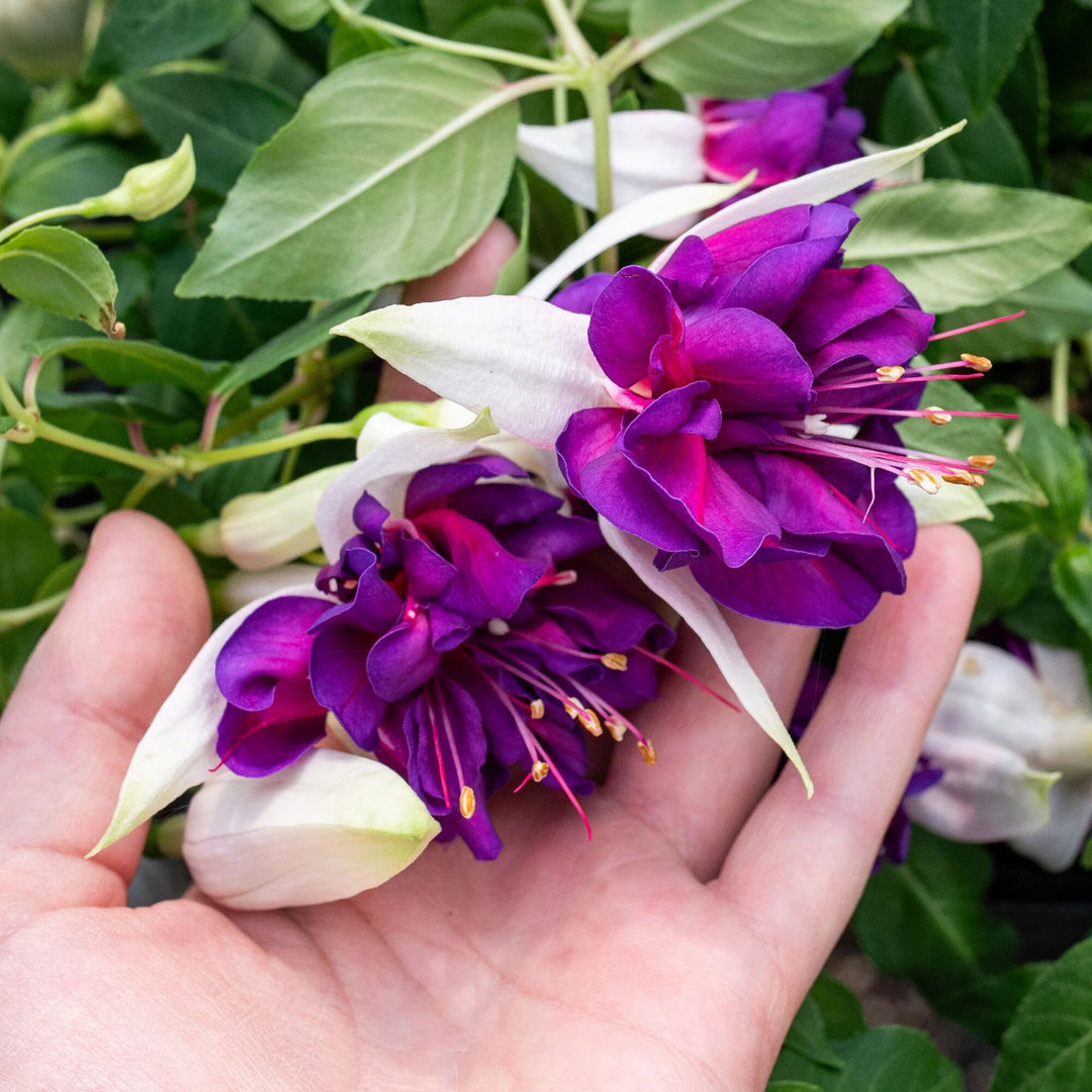 Giant Fuchsia Flower Seeds for Planting — Heirloom Non-GMO High Germination Seeds