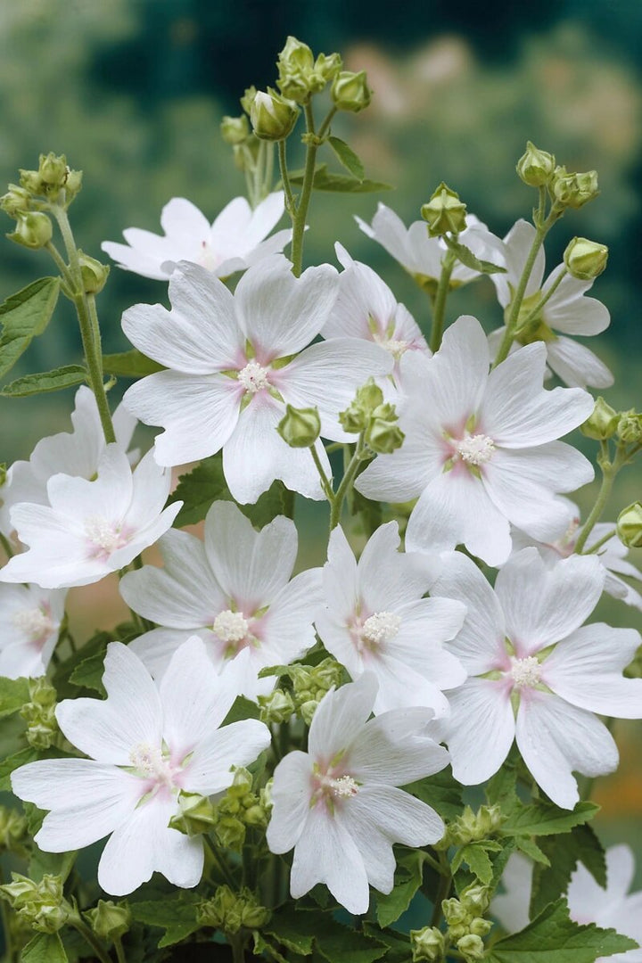 White Lavatera Flower Seeds – Heirloom, Non-GMO, High Germination Seeds