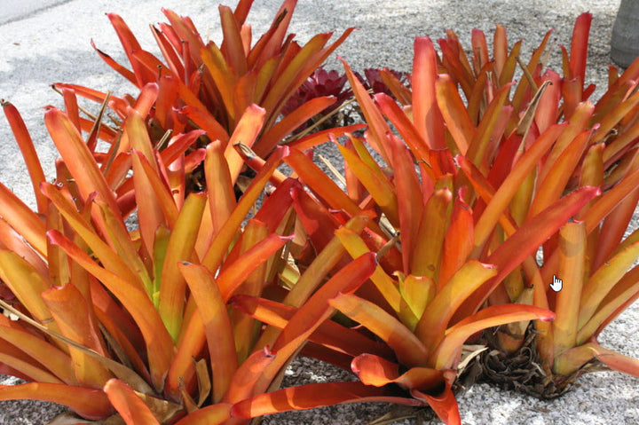 Orange Bromeliad Plant Seeds – Heirloom, Non-GMO, High Germination, Organic Garden Seeds