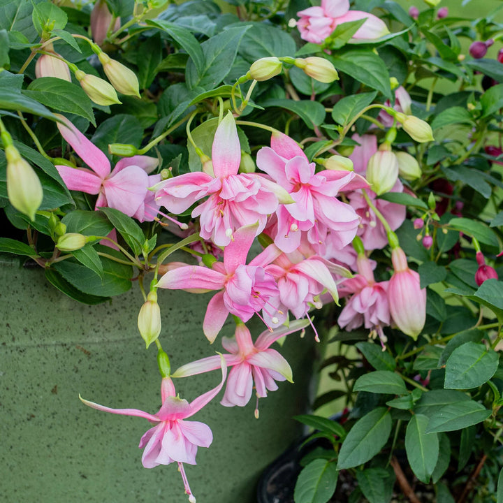 Pink Fuchsia Flower Seeds – Heirloom, Non-GMO, High Germination Organic Garden