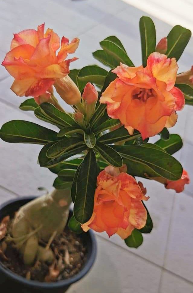 Orange Adenium Obesum Flower Seeds – Heirloom, Non-GMO, High Germination Seeds