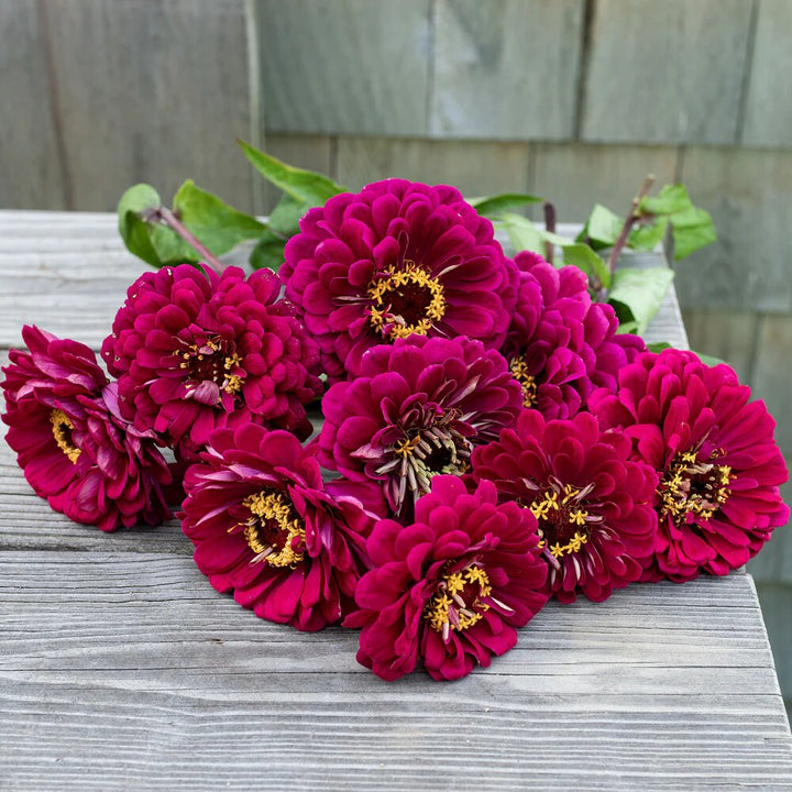 Maroon Zinnia Flower Seeds – Heirloom, Non-GMO, High Germination Seeds