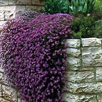 Rock Cress Flower Seeds Mixed – Heirloom, Non-GMO, High Germination Organic Garden Seeds for Planting