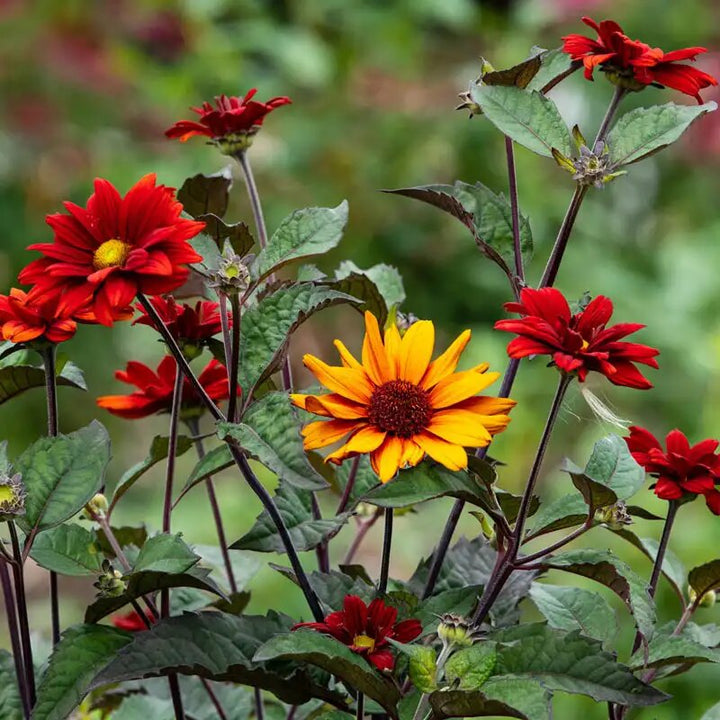 Heliopsis Flower Seeds Mixed – Heirloom, Non-GMO, High Germination Seeds