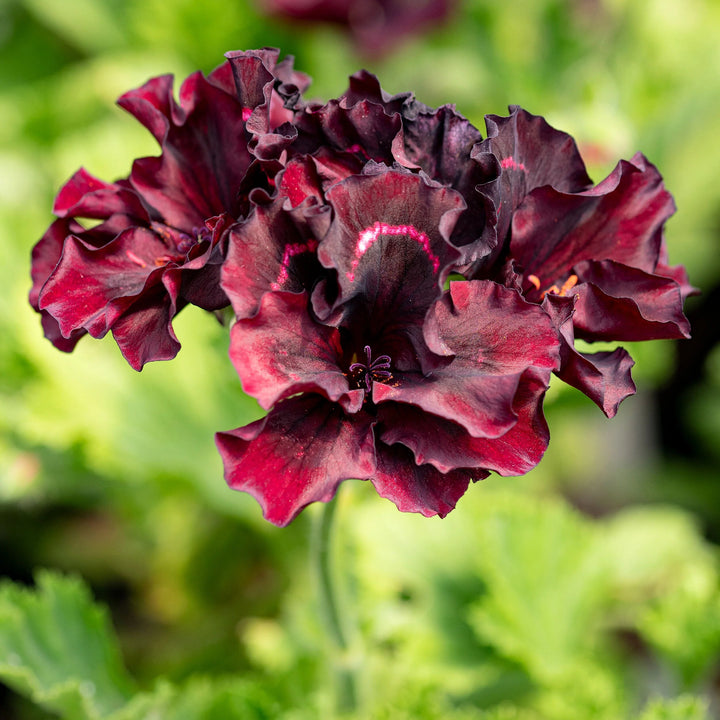 Brown Pelargonium Flower Seeds – Heirloom, Non-GMO, High Germination Organic Garden Seeds for Planting