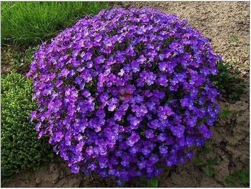 Rock Cress Flower Seeds Mixed – Heirloom, Non-GMO, High Germination Organic Garden Seeds for Planting