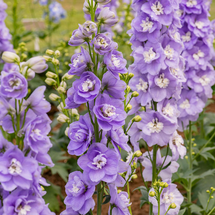 Semillas de flores de Delphinium lavanda – Semillas reliquia no transgénicas de alta germinación