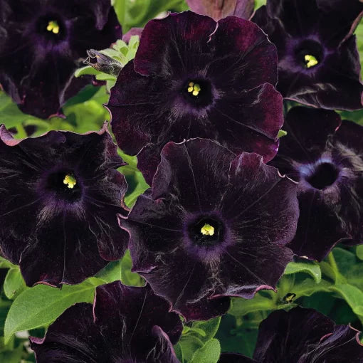 black black flower seeds