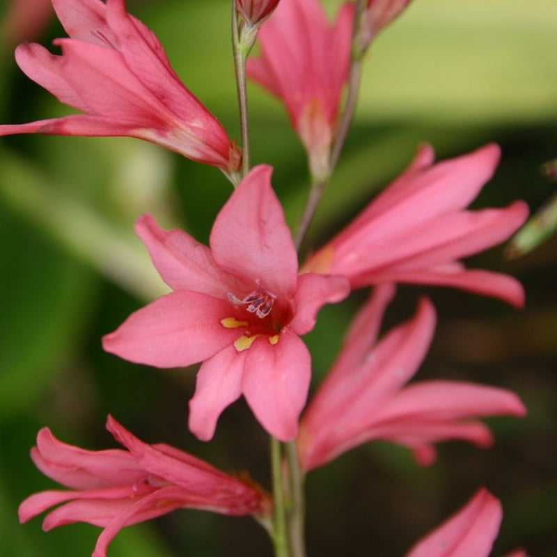 Pink Crocosmia Flower Seeds for Planting – Heirloom Non-GMO High Germination Seeds