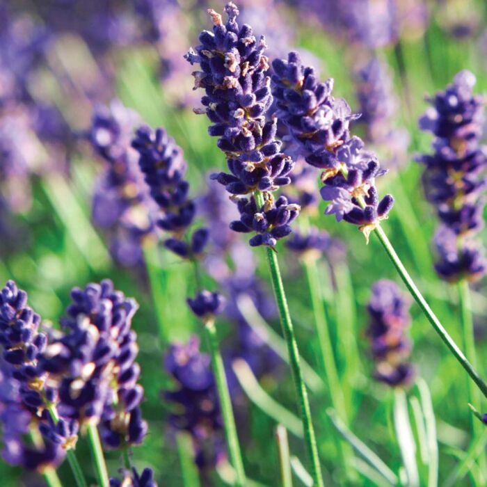 Lavandula Angustifolia herb seeds