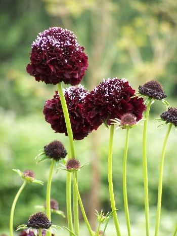 Chocolate Scabiosa Atropurpurea Flower Seeds – Heirloom Non-GMO High Germination