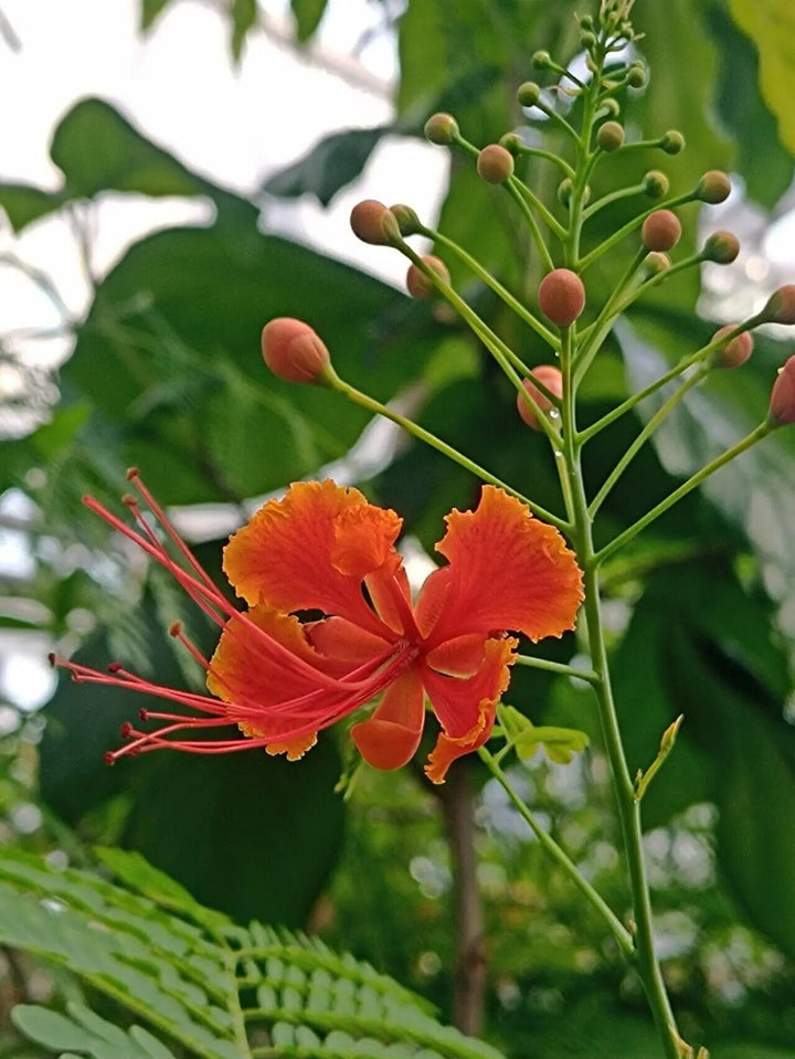 Orange Caesalpinia Flower Seeds – Heirloom, Non-GMO, High Germination Seeds for Planting, Organic Garden Seeds