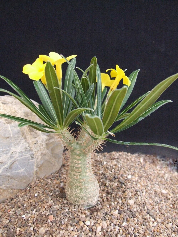 Pachypodium Rosulatum Flower Seeds – Heirloom, Non-GMO, High Germination Seeds