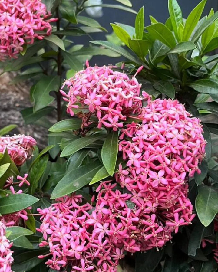 Pink Ixora Flower Seeds – Heirloom, Non-GMO, High Germination Seeds