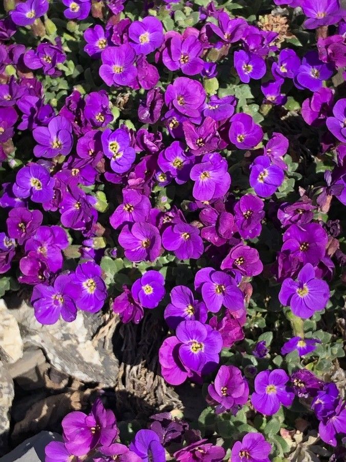 Violet Aubrieta Flower Seeds for Planting Heirloom Non-GMO High Germination Organic Garden Seeds