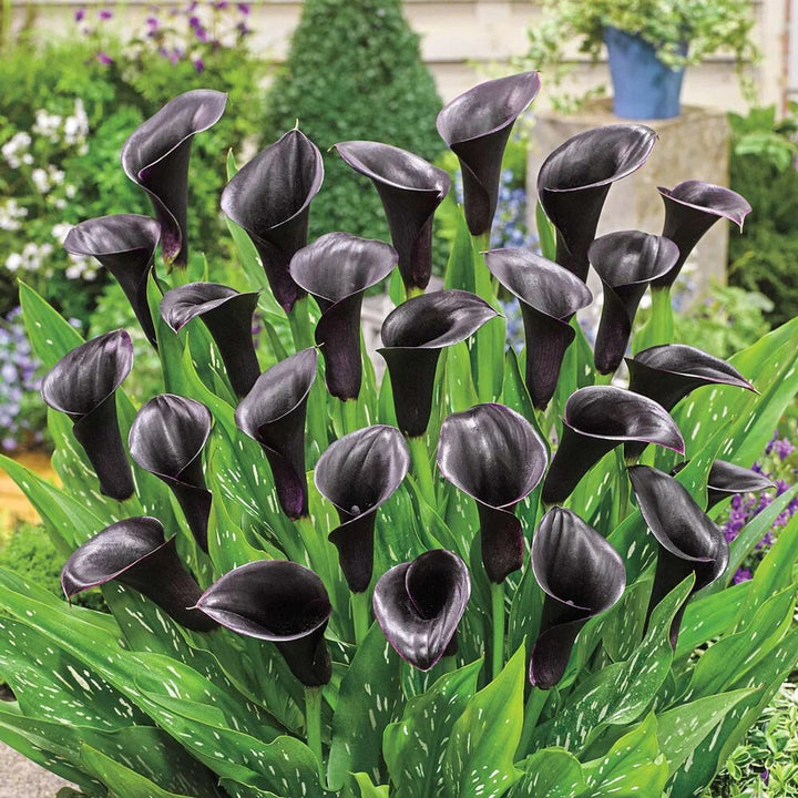 Black Calla Lily Flower Seeds – Heirloom, Non-GMO, High Germination Seeds