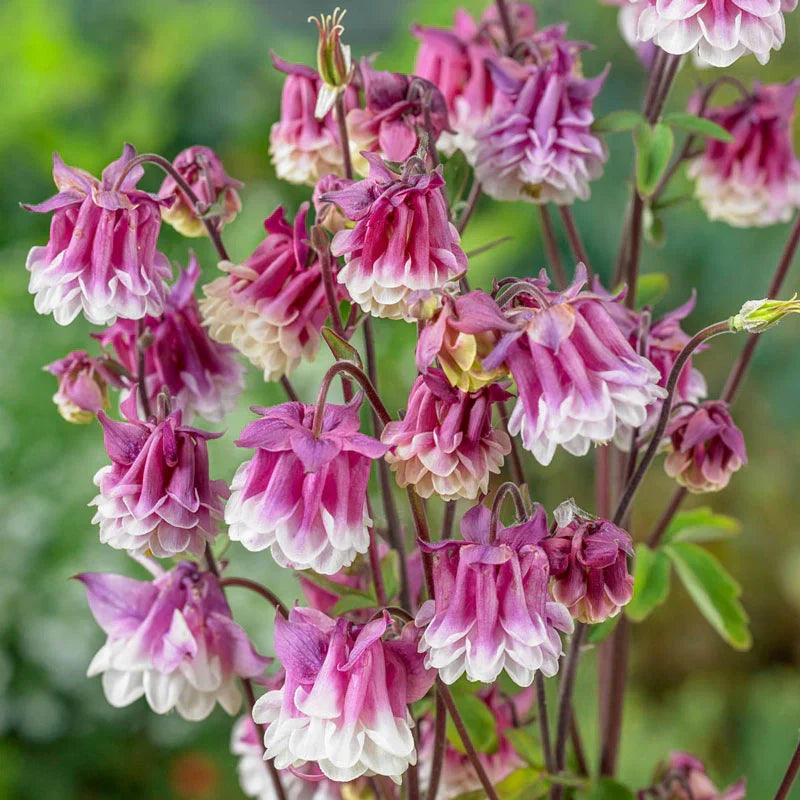 pink pink flower seeds