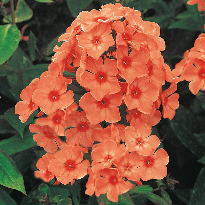 Semillas de Phlox Anual Naranja – Cimarrón, No-Transgénico, Semillas de Jardín Orgánicas de Alta Germinación para Sembrar