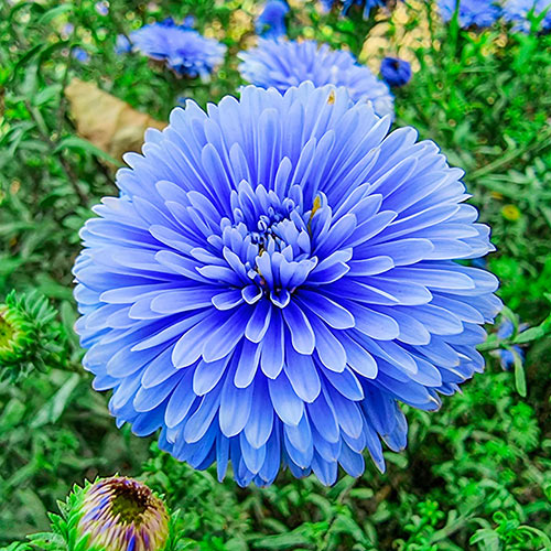Aster Flower Seeds for Planting – Heirloom Non-GMO High Germination Organic Garden Seeds