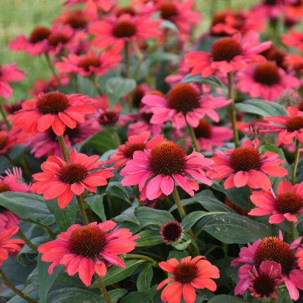 Red Echinacea Coneflower Seeds – Heirloom, Non-GMO, High Germination Organic