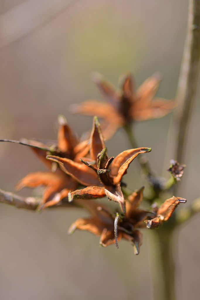 Brown Azalea Flower Seeds for Planting – Heirloom Non-GMO High Germination Organic Seeds