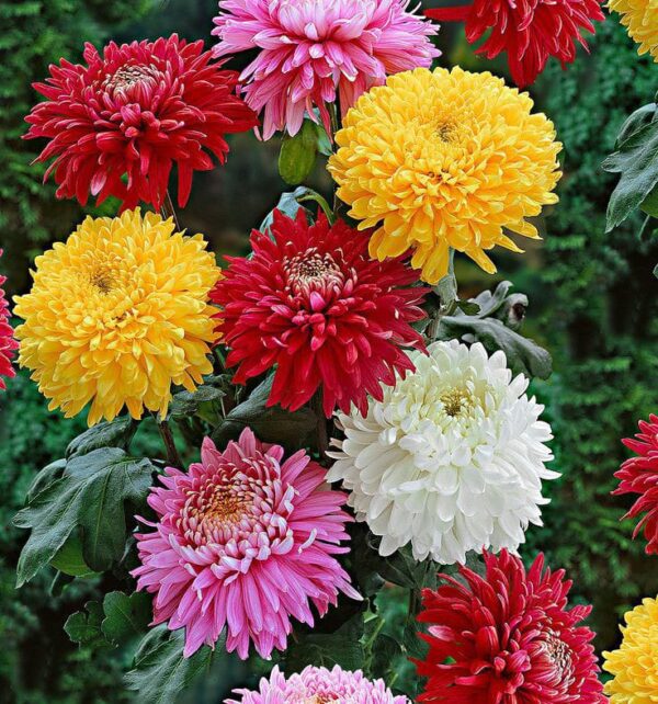 Mixed Chrysanthemum Flower Seeds – Heirloom, Non-GMO, High Germination Seeds