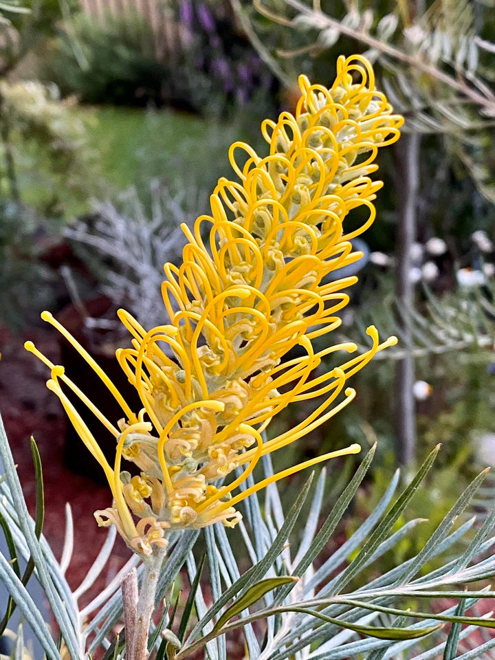 Yellow Grevillea Flower Seeds – Heirloom, Non-GMO, High Germination Seeds