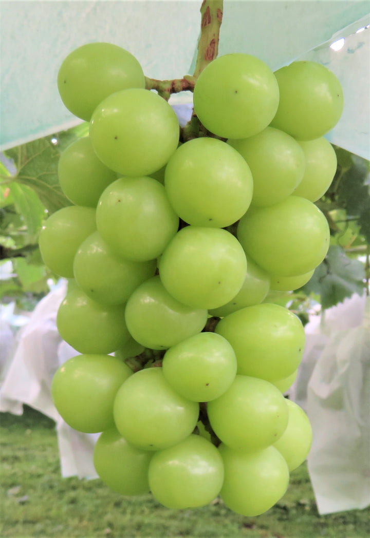 Giant Green Grapes Seeds for Planting – Heirloom Non-GMO High Germination Organic Garden Seeds