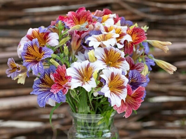 Mixed Salpiglossis Flower Seeds for Planting – Heirloom Non-GMO, High Germination Organic Garden Seeds