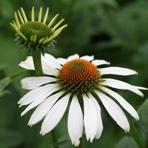 White Cone Flower Seeds for Planting – Heirloom Non-GMO High Germination Seeds