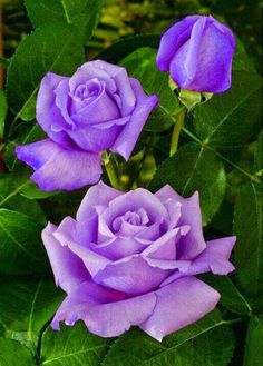 Giant Blooming Lavender Rose Flower Seeds – Heirloom Non-GMO Seeds