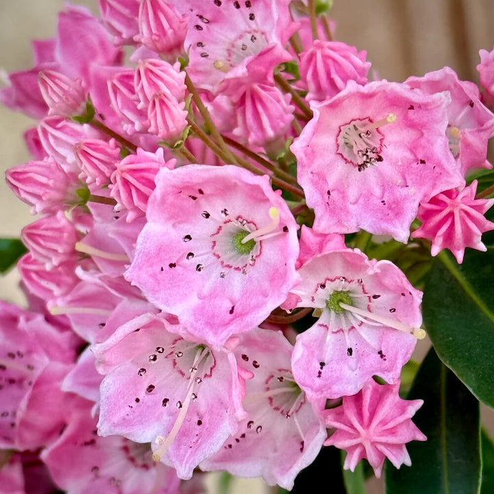 Laurel Flower Seeds Organic Pink – Heirloom, Non-GMO, High Germination Seeds