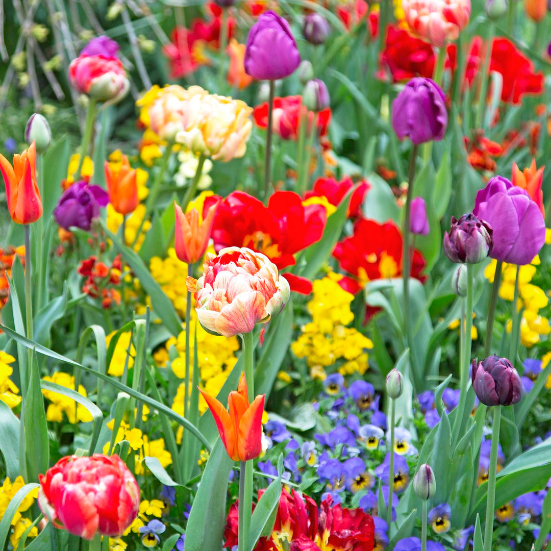 Mixed Color Ranunculus Bulbs for Planting Seeds for Planting
