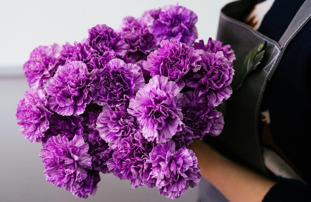 Purple Carnation Flower Seeds – Heirloom, Non-GMO, High Germination Organic Seeds