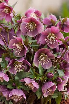 Helleborus Flower Seeds Pink – Heirloom, Non-GMO High Germination Seeds for Planting | Organic Garden Seeds