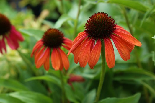 Feuerland-Sonnenhut-Samen – Alte Sorte gentechnikfrei hohe Keimfähigkeit Bio-Gartensamen