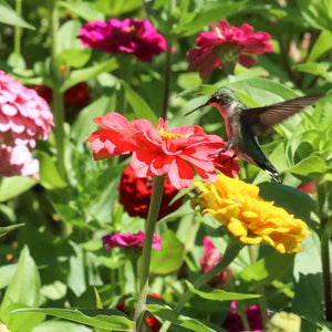 wildflower bulk flower seeds