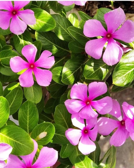 Madagaskar Immergrün Blumensamen – Alte Sorte, gentechnikfrei, hohe Keimfähigkeit