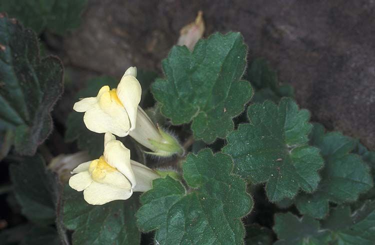 Asarina Procumbens Flower Seeds for Planting – Heirloom Non-GMO High Germination Organic Seeds