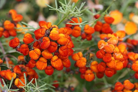 Orange Calceolaria Flower Seeds – Heirloom, Non-GMO, High Germination Seeds