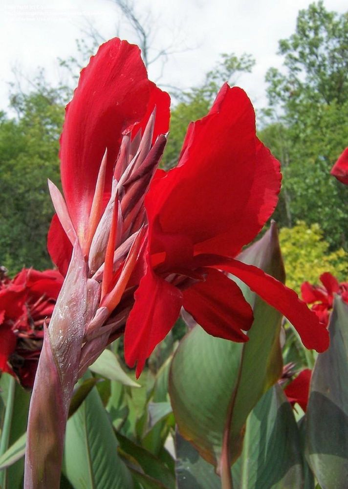 Red Cananga Flower Seeds – Heirloom, Non-GMO, High Germination Seeds